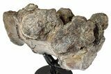 Fossil Dinosaur (Tenontosaurus) Sacral Vertebrae - Montana #342166-4